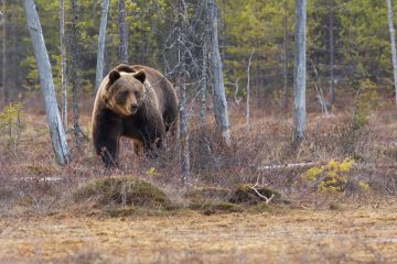 bes bear spray